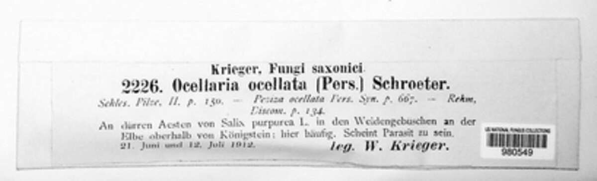 Pezicula ocellata image